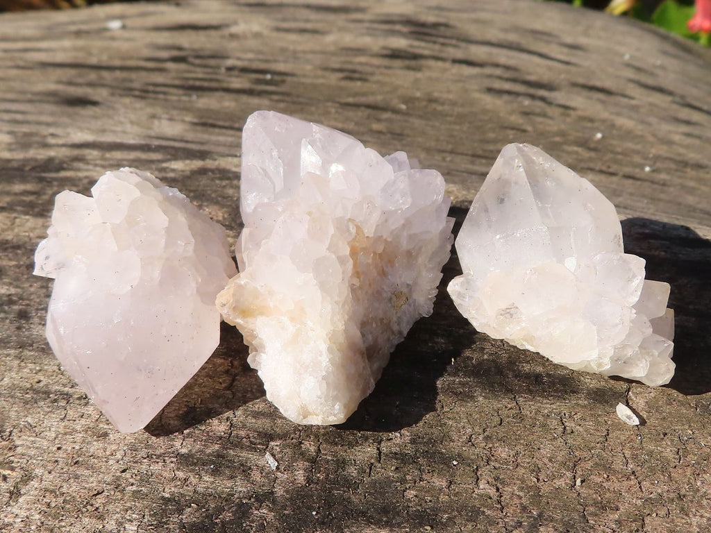 Natural White Cactus Flower Spirit Quartz Specimens x 35 From Boekenhouthoek, South Africa - Toprock Gemstones and Minerals 