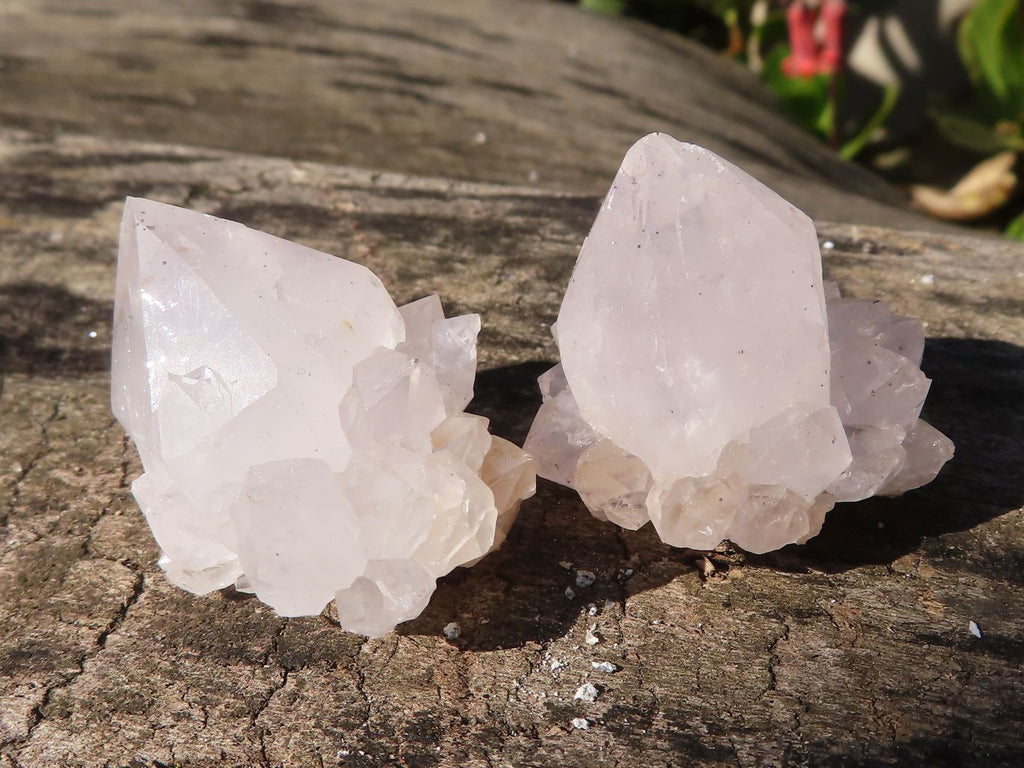 Natural White Cactus Flower Spirit Quartz Specimens x 35 From Boekenhouthoek, South Africa - Toprock Gemstones and Minerals 