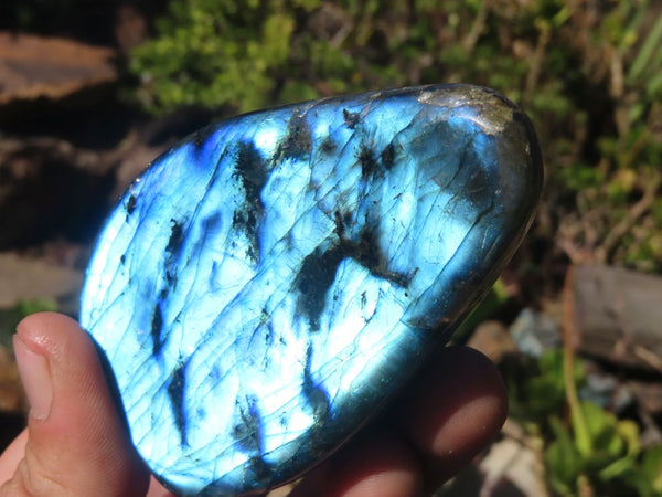 Polished Labradorite Standing Free Forms x 6 From Tulear, Madagascar - Toprock Gemstones and Minerals 