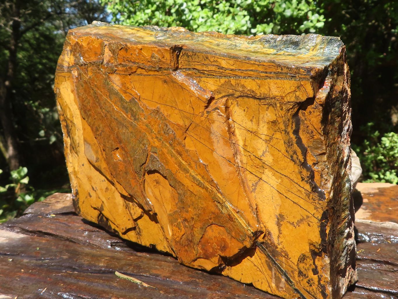 Natural Sliced Golden Blue Tigers Eye Specimen x 1 From Prieska, South ...