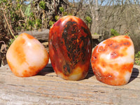 Polished Carnelian Agate Standing Free Forms  x 3 From Madagascar - Toprock Gemstones and Minerals 