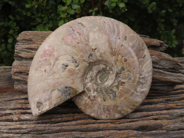 Natural Iridescent Ammonite Fossil x 1 From Madagascar - TopRock