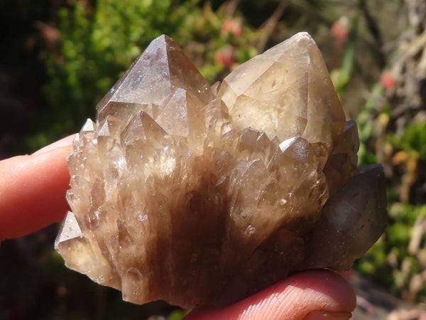 Natural Cascading White Phantom Smokey Quartz Clusters  x 16 From Luena, Congo