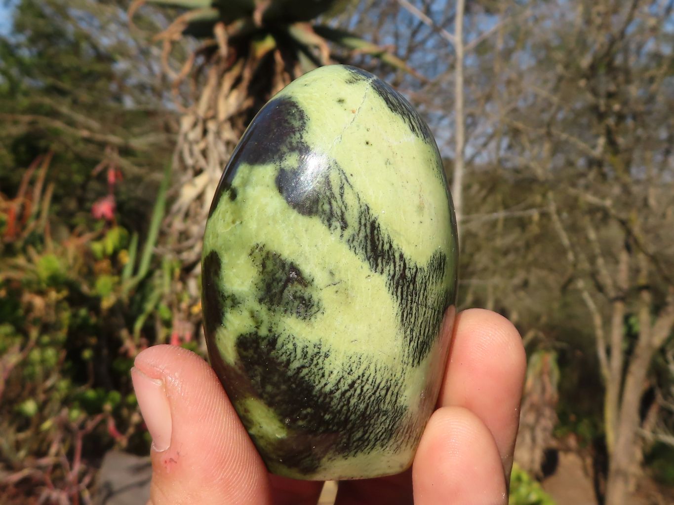 Polished  Green Leopard Stone Standing Free Forms  x 6 From Zimbabwe - Toprock Gemstones and Minerals 