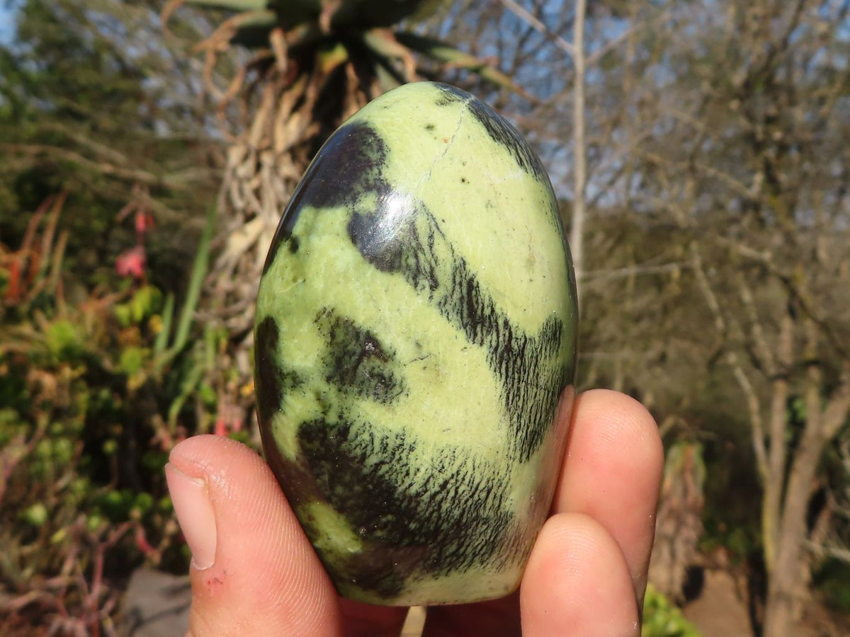 Polished  Green Leopard Stone Standing Free Forms  x 6 From Zimbabwe - Toprock Gemstones and Minerals 