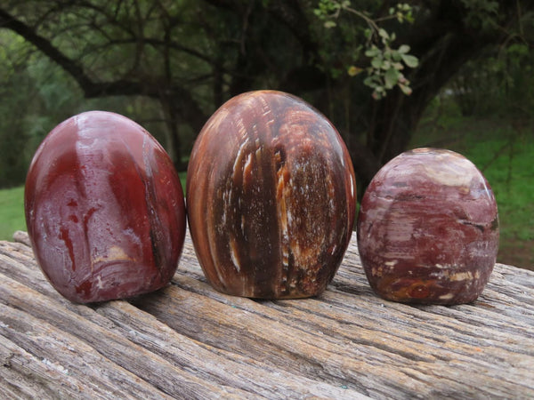 Polished Petrified Red Podocarpus Wood Standing Free Forms x 3 From Mahajanga, Madagascar - TopRock