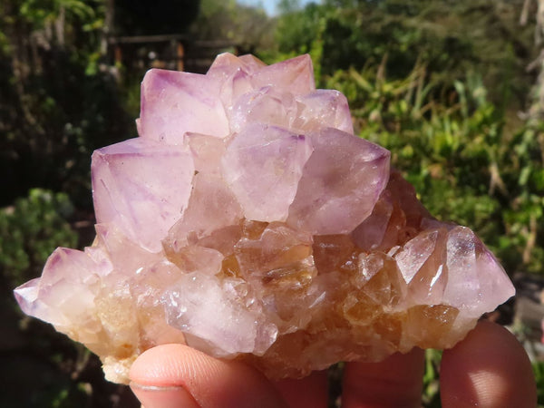 Natural Mixed Spirit Amethyst Quartz Clusters  x 12 From Boekenhouthoek, South Africa - Toprock Gemstones and Minerals 