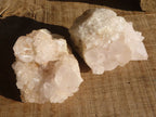 Natural White Cactus Flower Spirit Quartz Specimens x 12 From Boekenhouthoek, South Africa - Toprock Gemstones and Minerals 