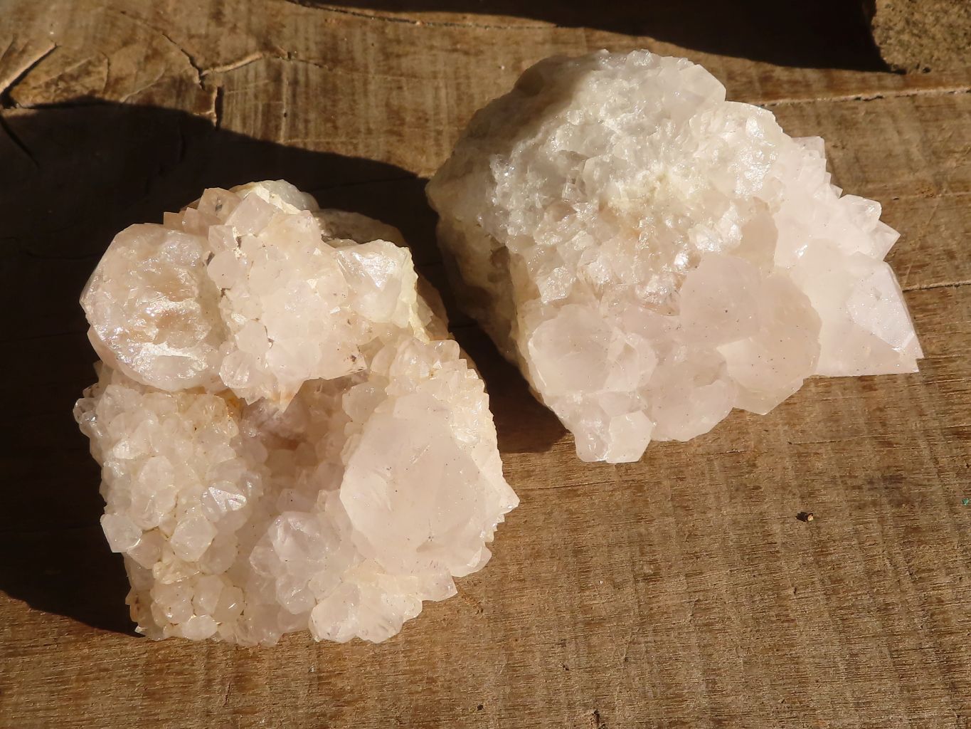 Natural White Cactus Flower Spirit Quartz Specimens x 12 From Boekenhouthoek, South Africa - Toprock Gemstones and Minerals 
