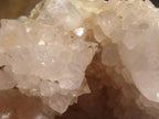 Natural White Cactus Flower Spirit Quartz Specimens x 12 From Boekenhouthoek, South Africa - Toprock Gemstones and Minerals 