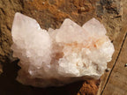 Natural White Cactus Flower Spirit Quartz Specimens x 12 From Boekenhouthoek, South Africa - Toprock Gemstones and Minerals 