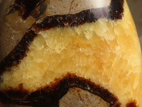 Polished Septaria Standing Free Forms x 4 From Mahajanga, Madagascar - Toprock Gemstones and Minerals 