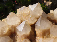 Natural Huge Cascading White Phantom Smokey Quartz Cluster x 1 From Luena, Congo - Toprock Gemstones and Minerals 