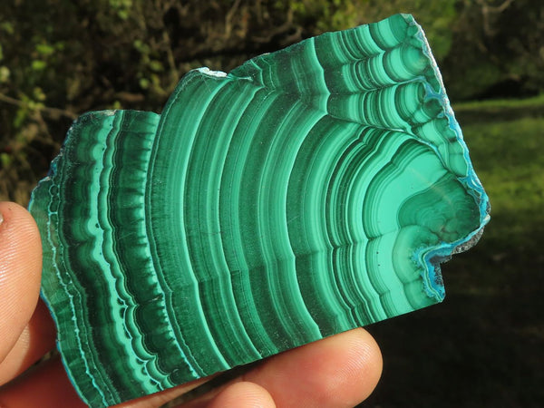 Polished Banded Malachite Slices With Chrysocolla Edging x 12 From Congo - TopRock