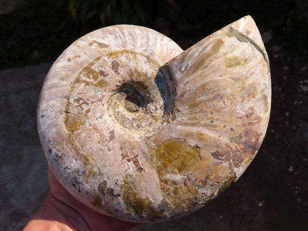 Polished Iridescent Ammonite Fossil x 1 From Madagascar - TopRock