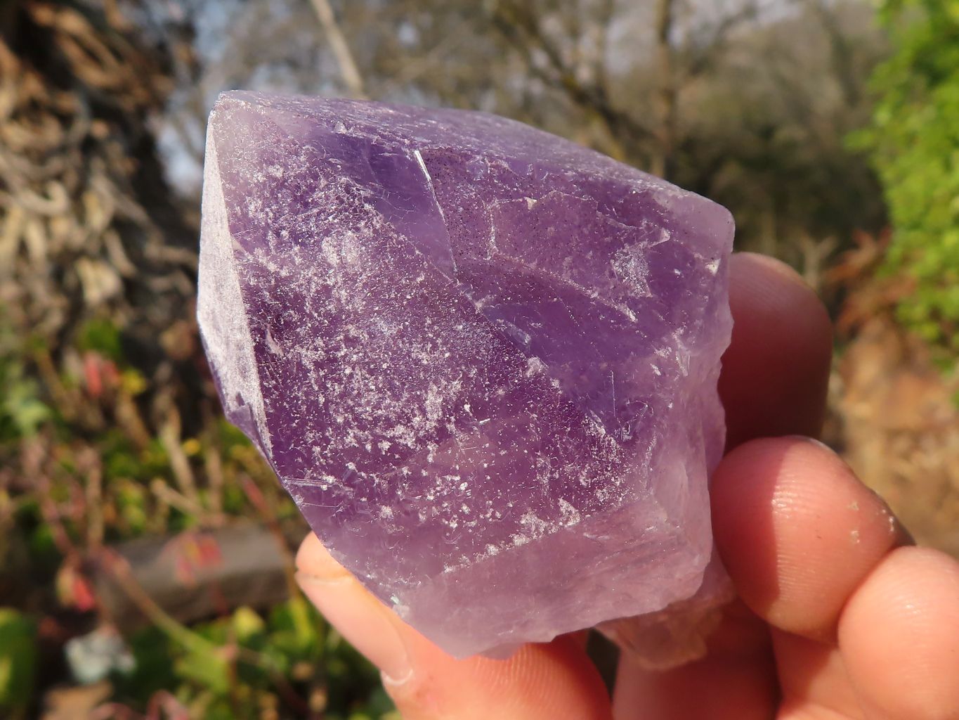 Natural Single Jacaranda Amethyst Crystals x 12 From Mumbwe, Zambia - Toprock Gemstones and Minerals 