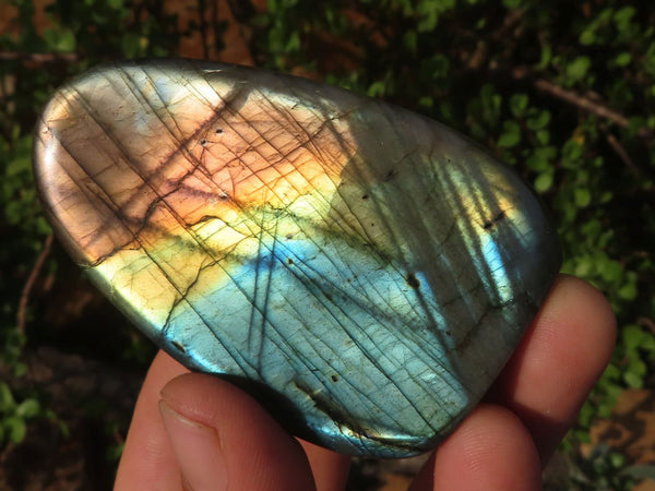 Polished Labradorite Standing Free Forms With Intense Blue & Gold Flash x 12 From Tulear, Madagascar - TopRock