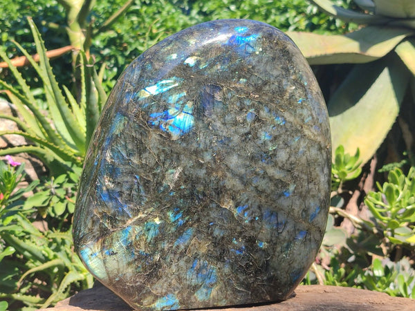 Polished Extra Large Labradorite Standing Free Form  x 1 From Tulear, Madagascar
