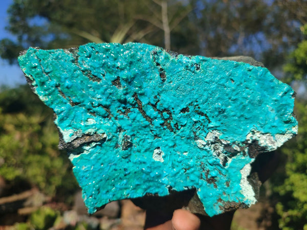 Natural Blue Silica Chrysocolla Specimens  x 2 From Congo