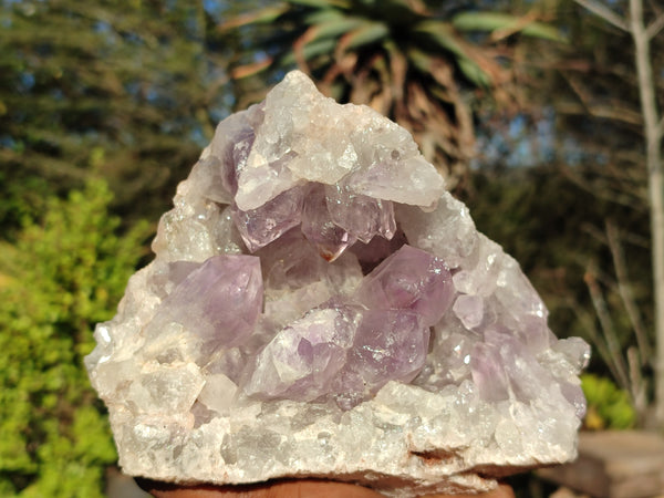 Natural Jacaranda Amethyst Cluster x 1 From Zambia - Toprock Gemstones and Minerals 