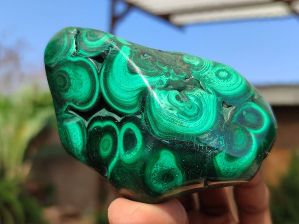 Polished Flower Banded Malachite Free Forms  x 6 From Congo