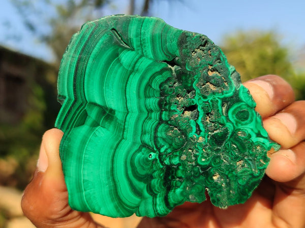 Polished Flower Banded Malachite Slices x 3 From Congo