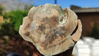 Polished Petrified Wood Branch Pieces x 2 From Gokwe, Zimbabwe - Toprock Gemstones and Minerals 