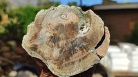 Polished Petrified Wood Branch Pieces x 2 From Gokwe, Zimbabwe - Toprock Gemstones and Minerals 