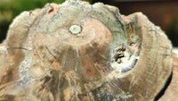 Polished Petrified Wood Branch Pieces x 2 From Gokwe, Zimbabwe - Toprock Gemstones and Minerals 