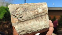 Polished Petrified Wood Branch Pieces x 2 From Gokwe, Zimbabwe - Toprock Gemstones and Minerals 