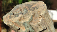 Polished Petrified Wood Branch Pieces x 2 From Gokwe, Zimbabwe - Toprock Gemstones and Minerals 