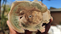 Polished Petrified Wood Branch Pieces x 2 From Gokwe, Zimbabwe - Toprock Gemstones and Minerals 
