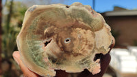 Polished Petrified Wood Branch Pieces x 2 From Gokwe, Zimbabwe - Toprock Gemstones and Minerals 