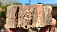 Polished Petrified Wood Branch Pieces x 2 From Gokwe, Zimbabwe - Toprock Gemstones and Minerals 