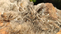 Natural Extra Large Bladed Barite Specimen  x 1 From Congo - Toprock Gemstones and Minerals 