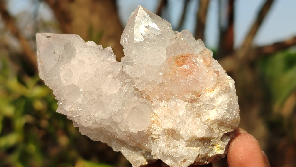Natural White Cactus Flower Spirit Quartz Specimens x 12 From Boekenhouthoek, South Africa - Toprock Gemstones and Minerals 