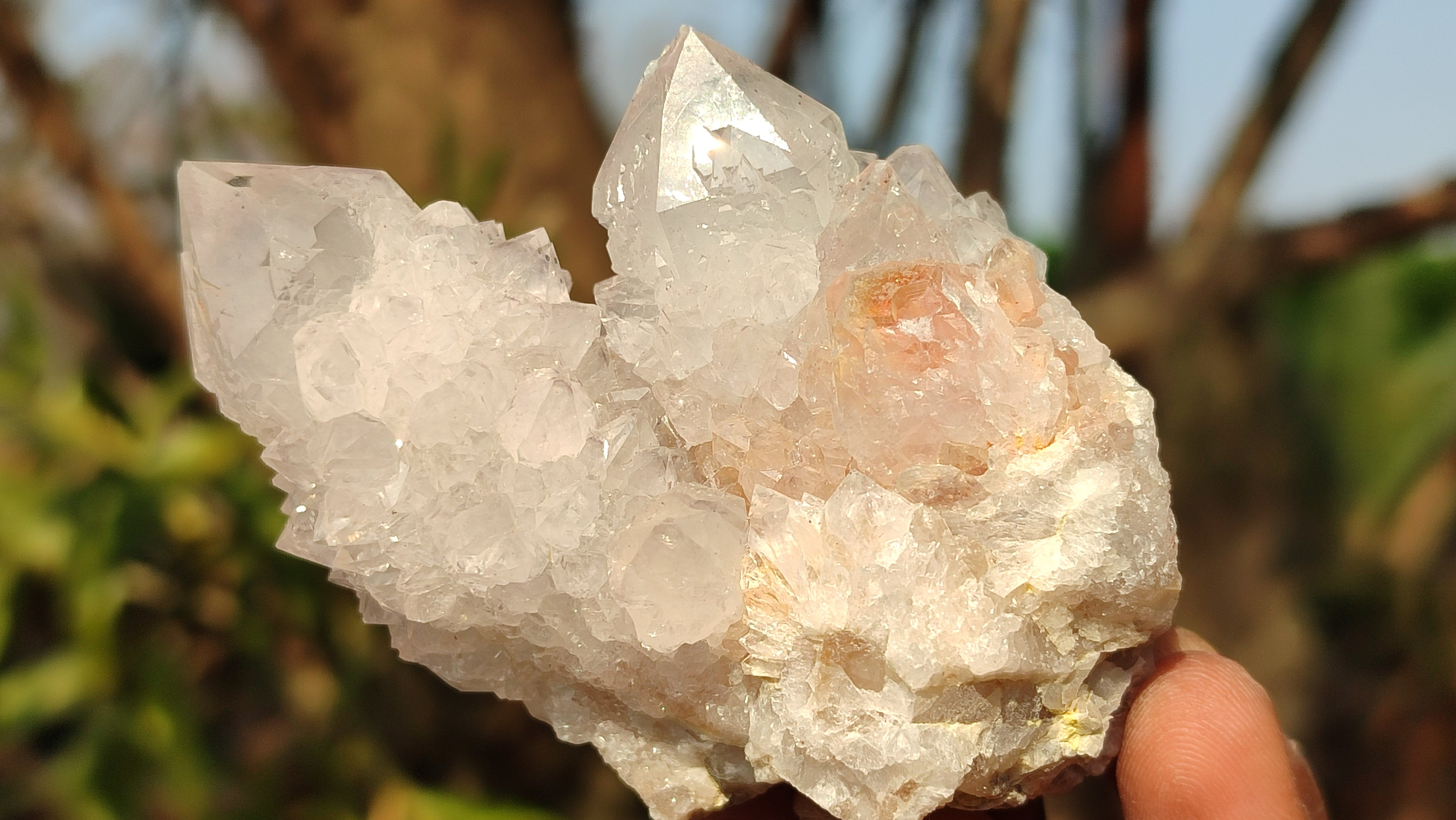 Natural White Cactus Flower Spirit Quartz Specimens x 12 From Boekenhouthoek, South Africa - Toprock Gemstones and Minerals 