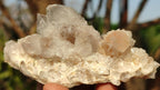 Natural White Cactus Flower Spirit Quartz Specimens x 12 From Boekenhouthoek, South Africa - Toprock Gemstones and Minerals 