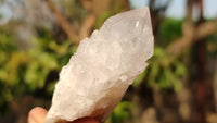 Natural White Cactus Flower Spirit Quartz Specimens x 12 From Boekenhouthoek, South Africa - Toprock Gemstones and Minerals 