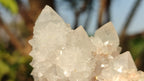 Natural White Cactus Flower Spirit Quartz Specimens x 12 From Boekenhouthoek, South Africa - Toprock Gemstones and Minerals 