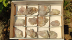 Natural White Cactus Flower Spirit Quartz Specimens x 12 From Boekenhouthoek, South Africa - Toprock Gemstones and Minerals 
