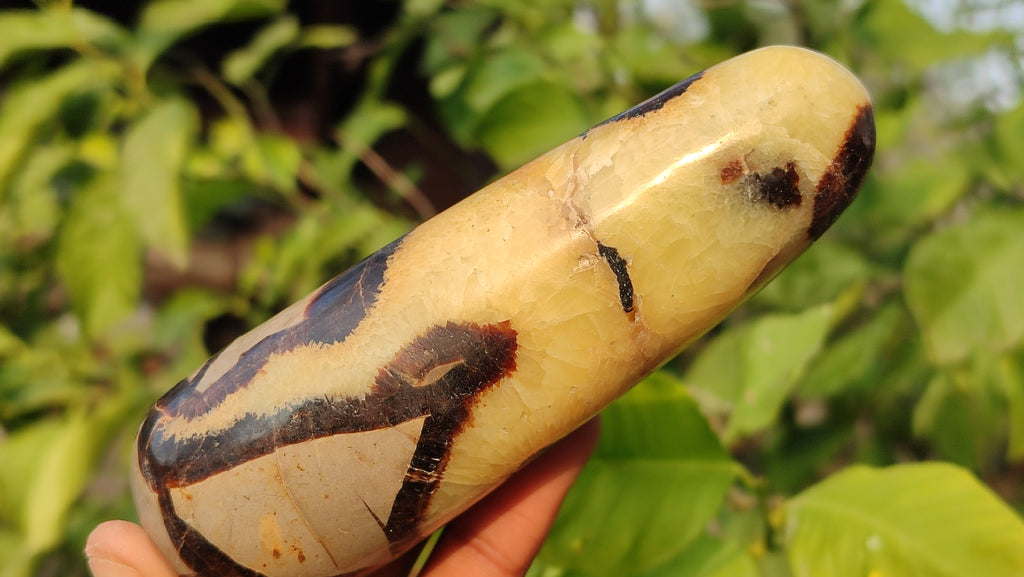 Polished  Large Septerye Massage Wands x 6 From Madagascar - Toprock Gemstones and Minerals 