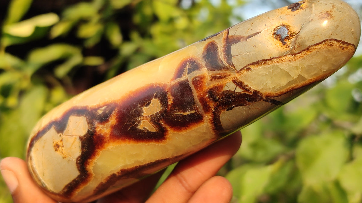 Polished  Large Septerye Massage Wands x 6 From Madagascar - Toprock Gemstones and Minerals 