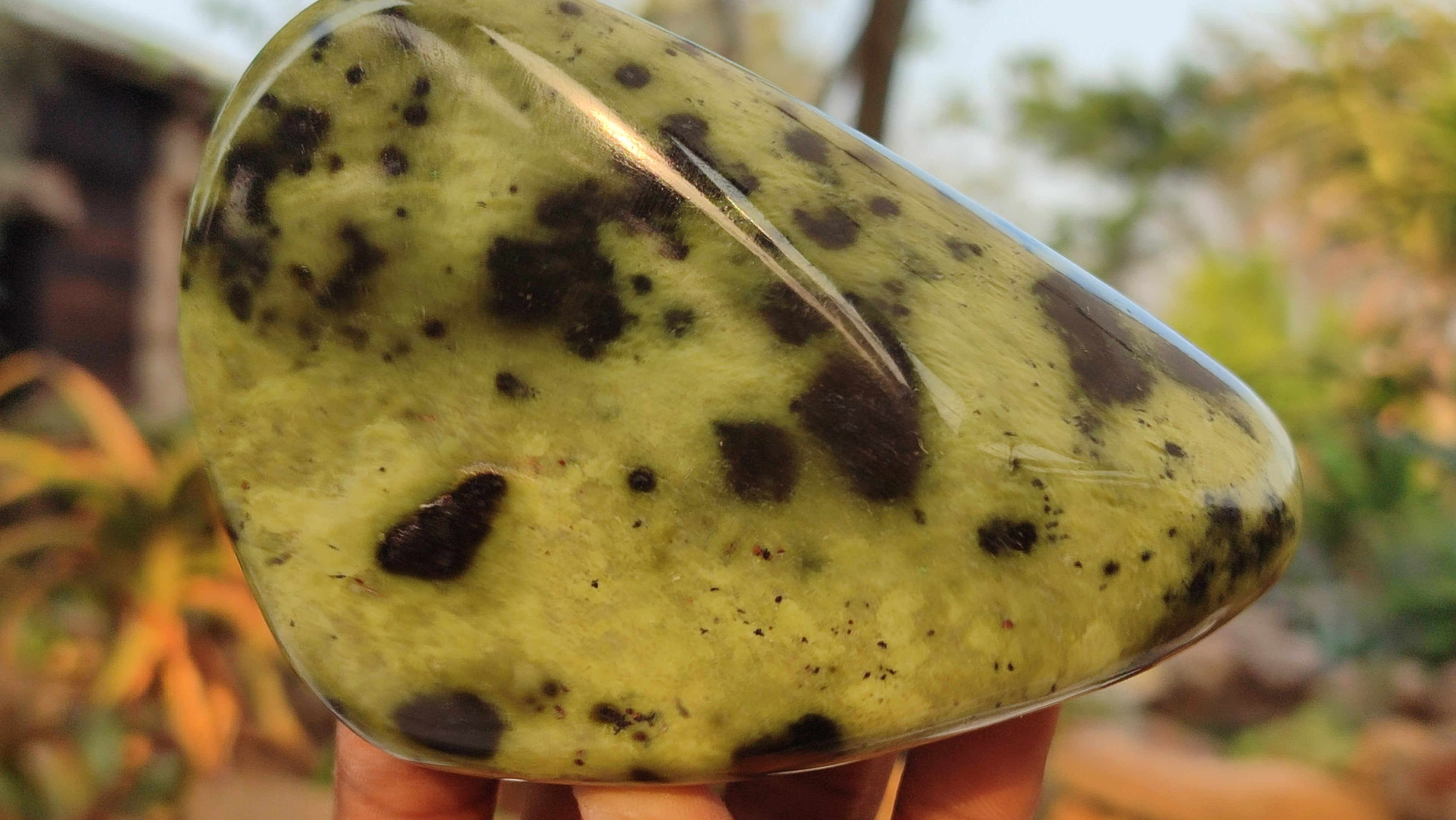 Polished  Large Leopard Stone Free Forms  x 4 From Zimbabwe - Toprock Gemstones and Minerals 