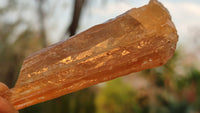 Natural Honey Aragonite Etched & Cobbed Pieces  x 35 From Namibia - Toprock Gemstones and Minerals 
