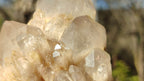 Natural Cascading Smokey Quartz Clusters x 2 From Congo - Toprock Gemstones and Minerals 