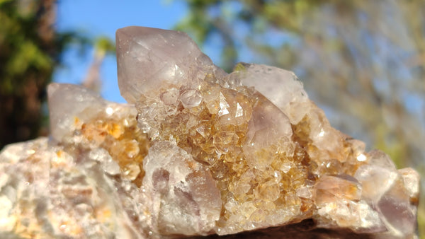 Natural Drusy Coated Spirit Cactus Flower Quartz Formations x 2 From Boekenhouthoek, South Africa - Toprock Gemstones and Minerals 