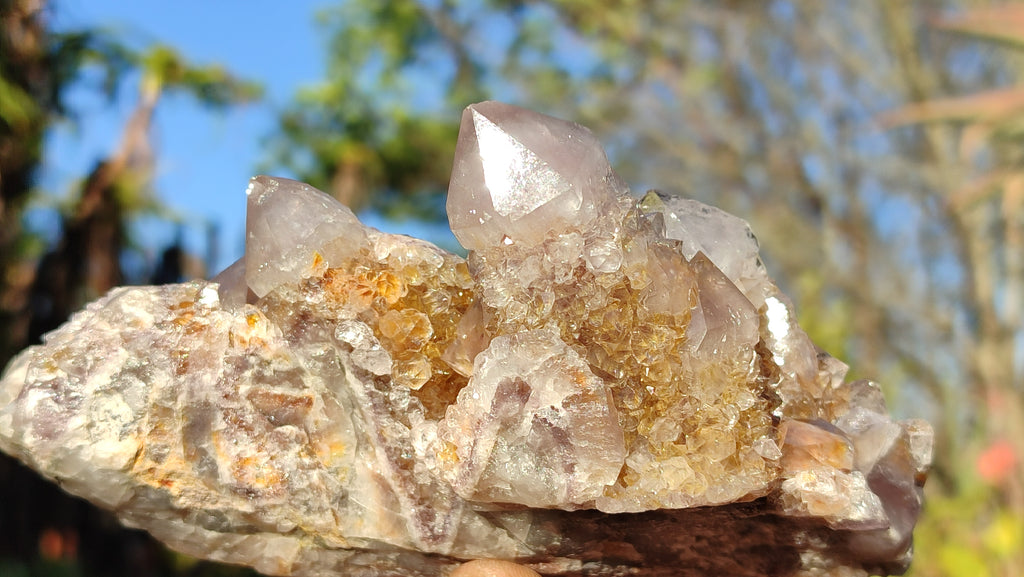 Natural Drusy Coated Spirit Cactus Flower Quartz Formations x 2 From Boekenhouthoek, South Africa - Toprock Gemstones and Minerals 