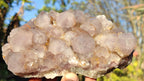 Natural Drusy Coated Spirit Cactus Flower Quartz Formations x 2 From Boekenhouthoek, South Africa - Toprock Gemstones and Minerals 