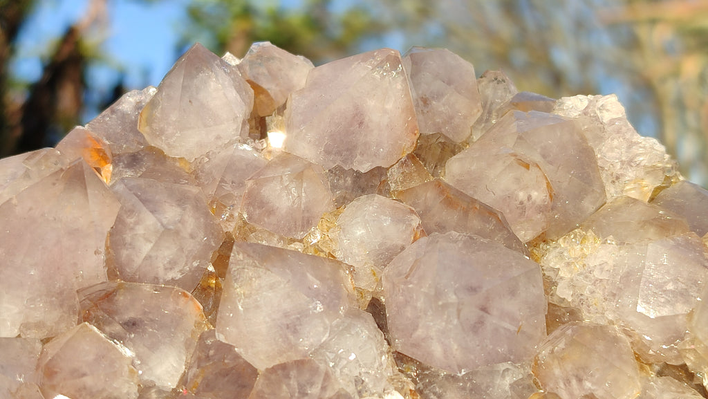 Natural Drusy Coated Spirit Cactus Flower Quartz Formations x 2 From Boekenhouthoek, South Africa - Toprock Gemstones and Minerals 